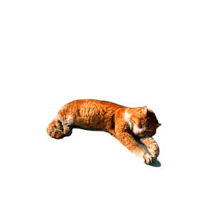 A Cute Orange And White Cat Sleeping On A Car Hood, Basking In Sunlight On A City Street. 16930 - Cat PNG image with transparent background